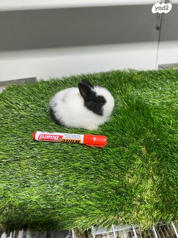 מכרסם ארנב ננסי