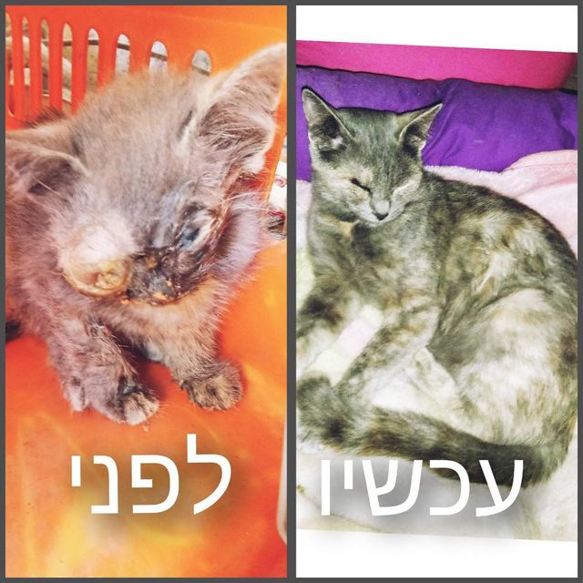 חתול מעורב