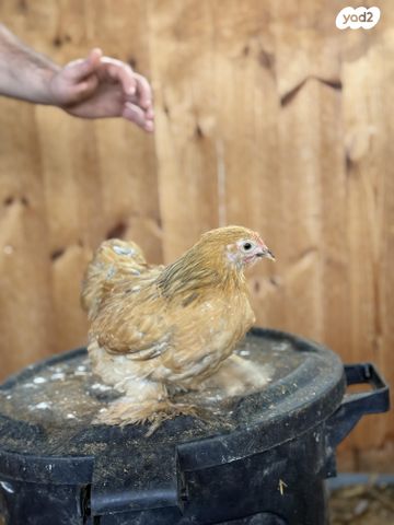 חיית משק ברהמה
