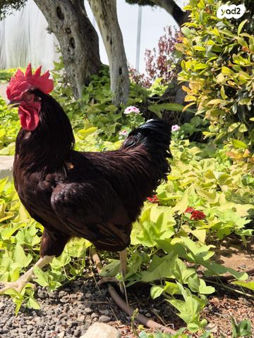 חיית משק מאראנס