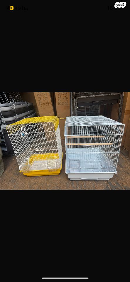 תוכי קוקוטייל