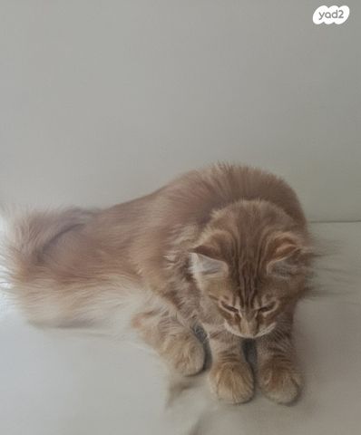 חתול מיין קון