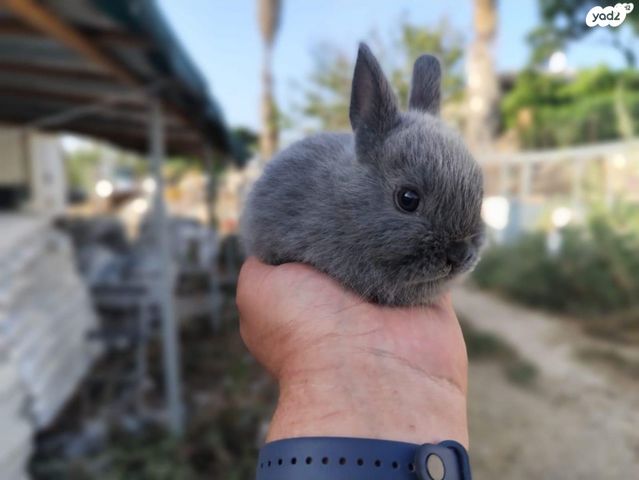 תמונת מודעה - חיות מחמד