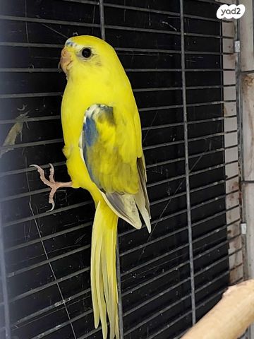 תמונת מודעה - חיות מחמד