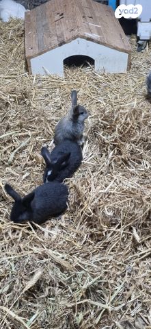 תמונת מודעה - חיות מחמד