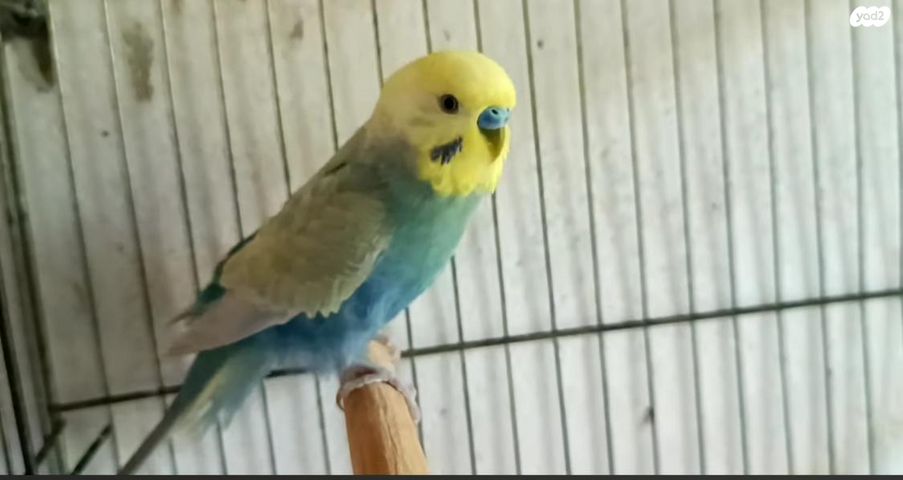 תמונת מודעה - חיות מחמד