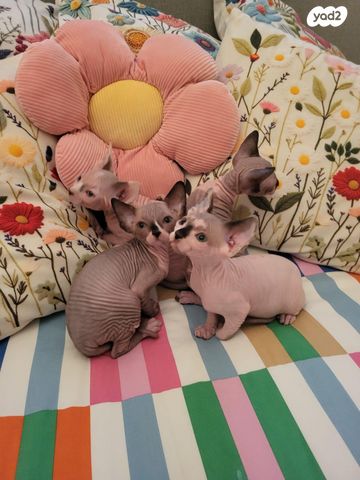 תמונת מודעה - חיות מחמד