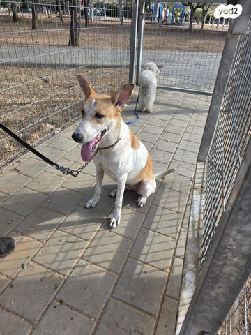 תמונת מודעה - חיות מחמד