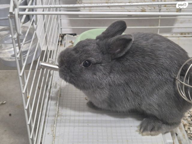 תמונת מודעה - חיות מחמד