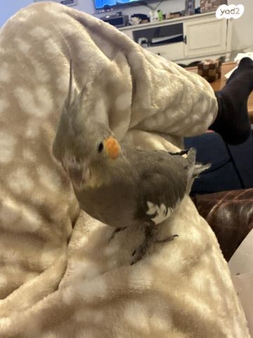 תמונת מודעה - חיות מחמד