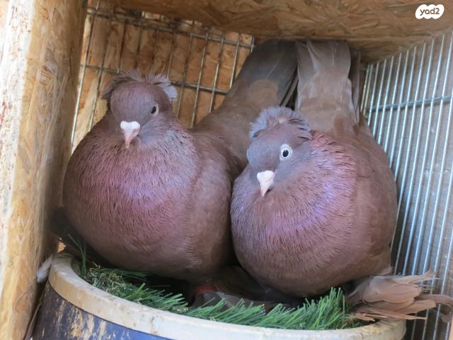 תמונת מודעה - חיות מחמד