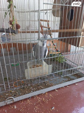 תמונת מודעה - חיות מחמד