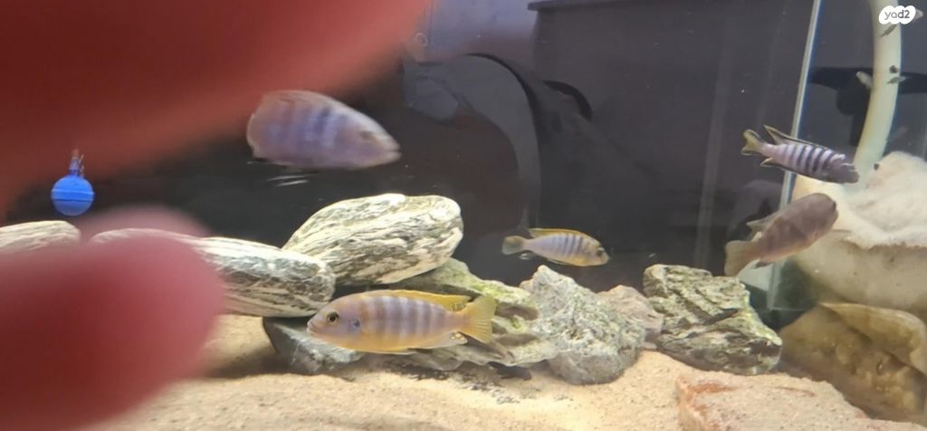 תמונת מודעה - חיות מחמד