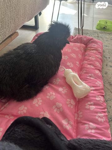 תמונת מודעה - חיות מחמד