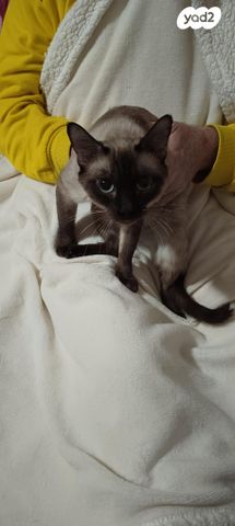 תמונת מודעה - חיות מחמד