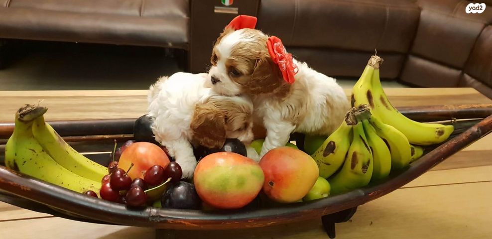 תמונת מודעה - חיות מחמד