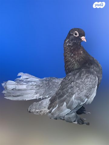 תמונת מודעה - חיות מחמד