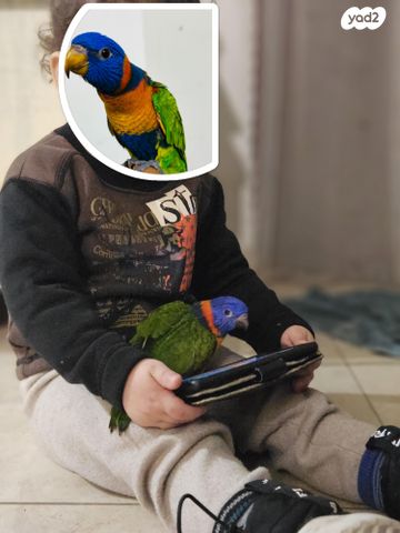 תמונת מודעה - חיות מחמד