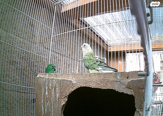 תמונת מודעה - חיות מחמד