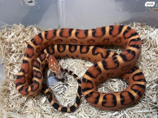 תמונת מודעה - חיות מחמד