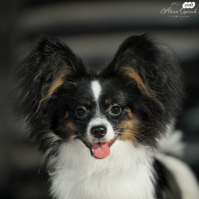 תמונת מודעה - חיות מחמד