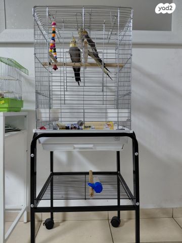 תמונת מודעה - חיות מחמד