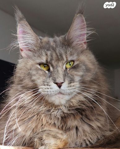 תמונת מודעה - חיות מחמד