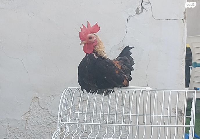 תמונת מודעה - חיות מחמד