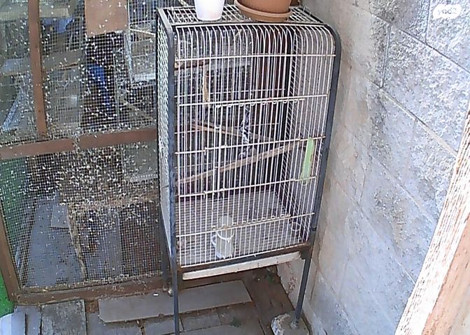 תמונת מודעה - חיות מחמד