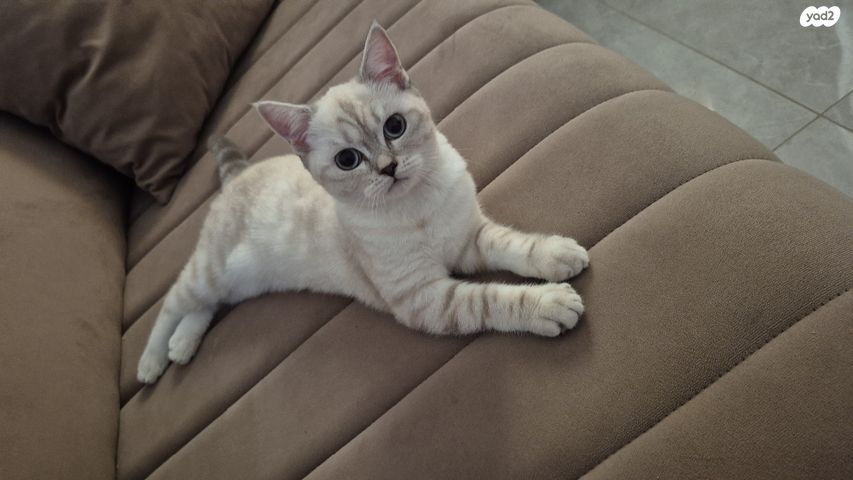 תמונת מודעה - חיות מחמד