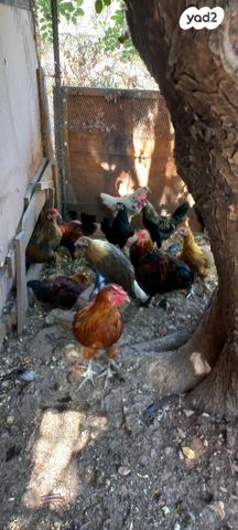 תמונת מודעה - חיות מחמד