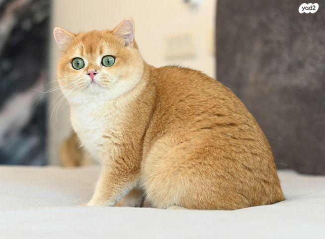 תמונת מודעה - חיות מחמד