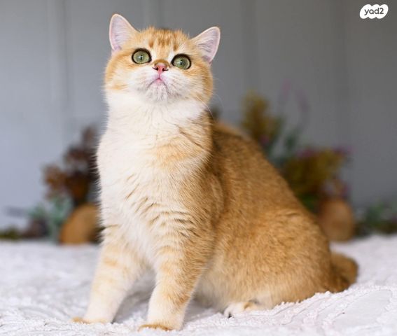 תמונת מודעה - חיות מחמד