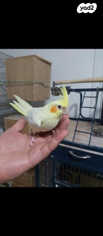 תמונת מודעה - חיות מחמד