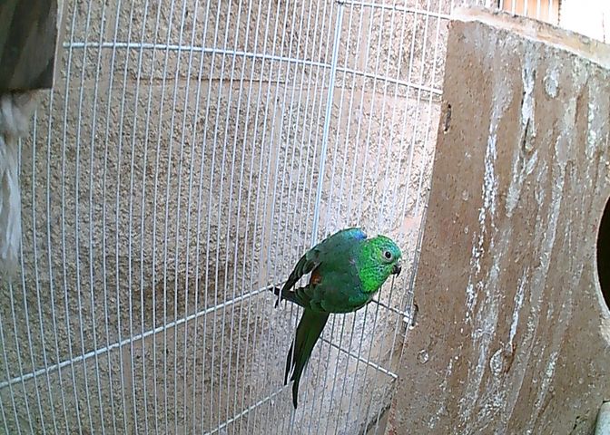 תוכי פרקיטים אוסטרלים