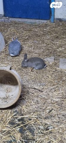 מכרסם ארנב \ שפן