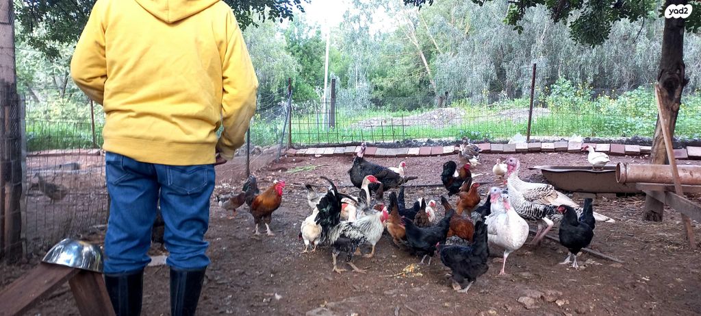 חיית משק בלאדי