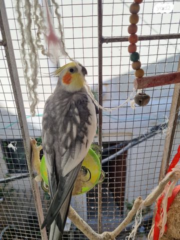 תוכי קוקוטייל