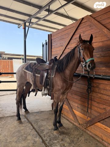 סוס סינגל פוט