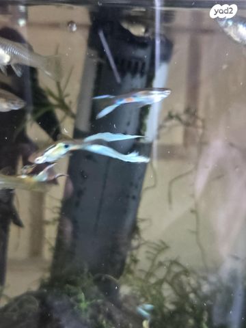 דג משריצי חיים