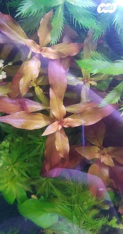 אביזרים | צמחיה לאקווריום