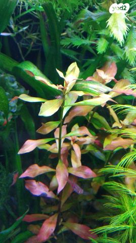 אביזרים | צמחיה לאקווריום