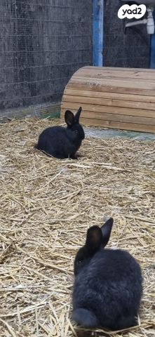 מכרסם ארנב \ שפן