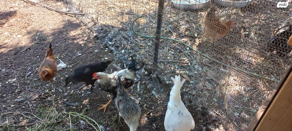 חיית משק בלאדי