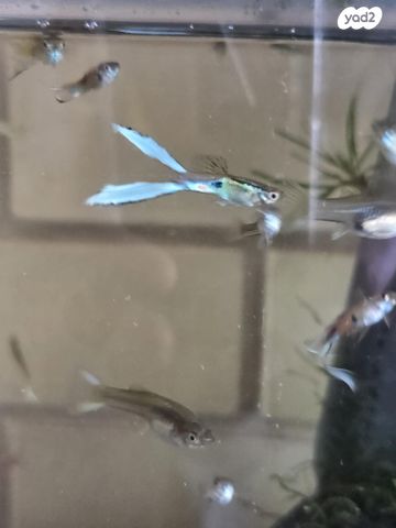 דג משריצי חיים