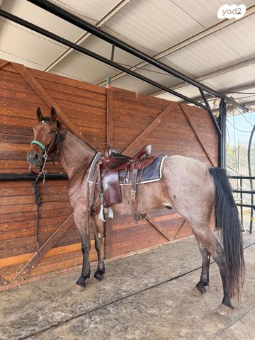 סוס סינגל פוט