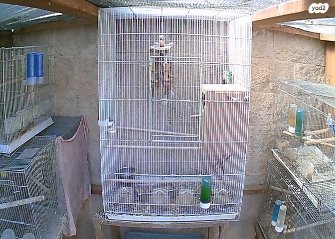 תוכי פרקיטים אוסטרלים