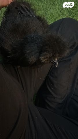 חיית משק אורפינגטון