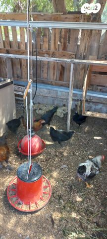 חיית משק בלאדי