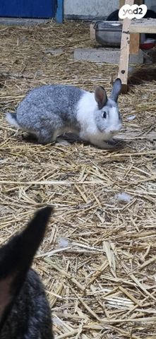 מכרסם ארנב \ שפן